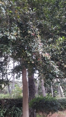 Syzygium paniculatum