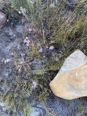 Gethyllis transkarooica