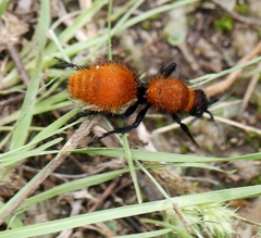 Dasymutilla bioculata