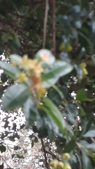 Syzygium paniculatum