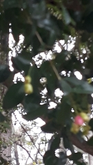 Syzygium paniculatum