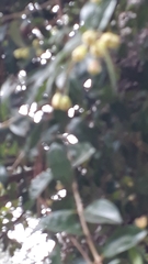 Syzygium paniculatum