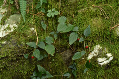 Lycianthes lysimachioides