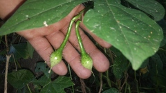 Ipomoea setosa melanotricha