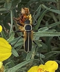 Chauliognathus opacus