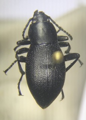 Eleodes extricata