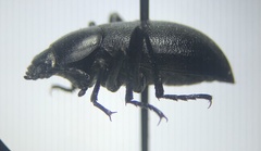 Eleodes extricata