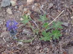 Lupinus lepidus