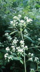 Montanoa tomentosa