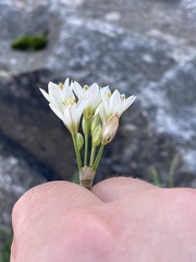 Amaryllidaceae