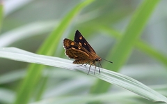 Ampittia virgata