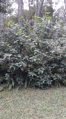 Malvaviscus penduliflorus