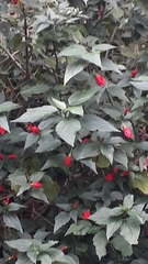 Malvaviscus penduliflorus