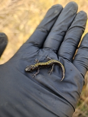 Ambystoma macrodactylum macrodactylum