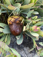 Protea effusa