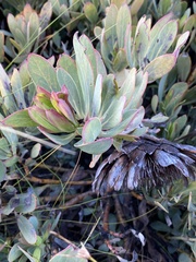 Protea effusa