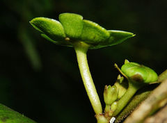 Matelea variifolia