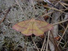 Rhodostrophia calabra