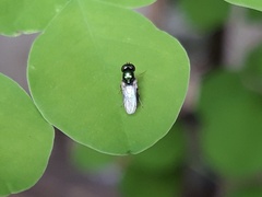 Microchrysa