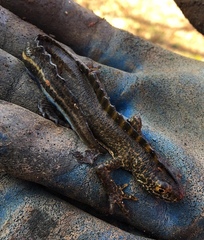 Ommatotriton ophryticus