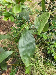 Acacia leiocalyx