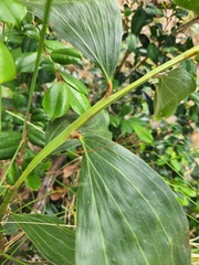 Acacia leiocalyx