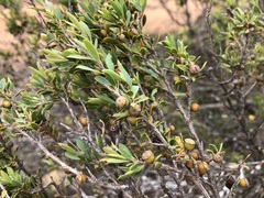 Leptospermum coriaceum