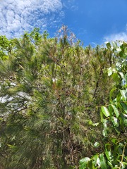 Casuarina