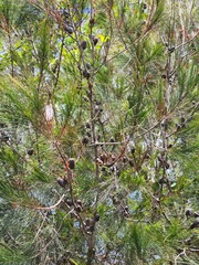 Casuarina