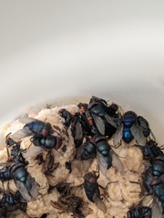 Nicrophorus nepalensis