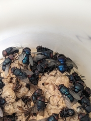 Nicrophorus nepalensis
