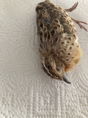 Turnix sylvaticus