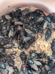 Nicrophorus nepalensis