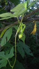 Ipomoea setosa melanotricha