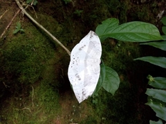 Cyclidia substigmaria