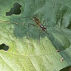 Rainieria