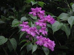 Bignonia
