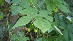 Ipomoea setosa melanotricha