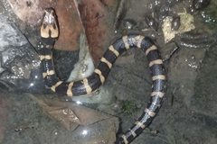 Homalopsis buccata