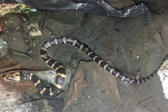 Homalopsis buccata