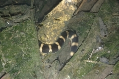 Homalopsis buccata