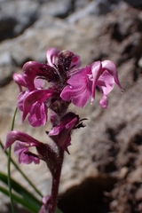 Pedicularis ornithorhynchos