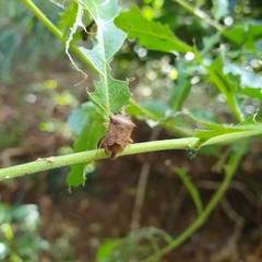 Montrouzierellus