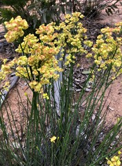 Glischrocaryon behrii