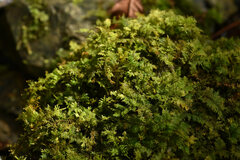 Hylocomium splendens