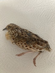 Turnix sylvaticus