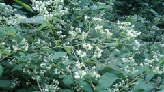 Montanoa tomentosa