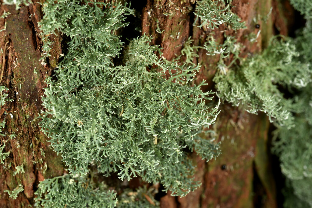 Bunodophoron formosanum