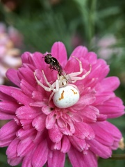 Melangyna viridiceps