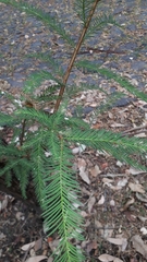 Taxodium mucronatum